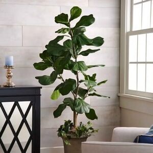 Fiddle Leaf Fig Tree from QVC 5ft